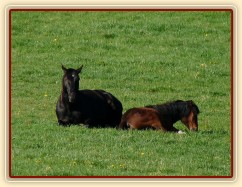 Čtyřletý Carthago a roční Gimli spí na pastvině