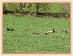 Všech 8 hřebců spí, nikdo nehlídá:-)