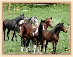 Stádo mladých hřebců