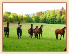 Stádo vidí něco zajímavého - fotografa:-)