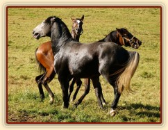 Čtyřletý lipický hřebec Rybíz se seznamuje s nově příchozími hřebečky