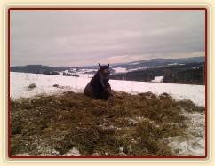 Valach Divíšek odpočívá