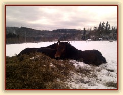 Mladí hřebečci spí nejraději spolu