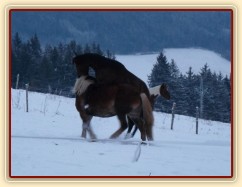 Koně dovádějí při svítání, dvouletý norik Cherokee a roční hannover Ramon. (Kvalita fotek je horší, bylo hodně málo světla, teprve svítalo...)