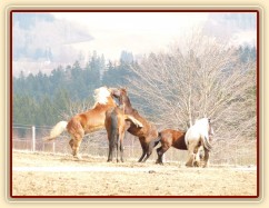 Hřebci dovádí v zimním výběhu
