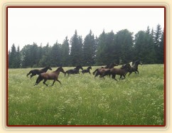 Stádo klisen dovádí při vypuštění na novou pastvinu