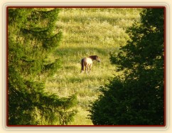 Galen na pastvině, červnový večer