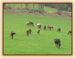Stádo klisen, jdeme se pást...