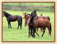 Foto Zdeňka Šimková