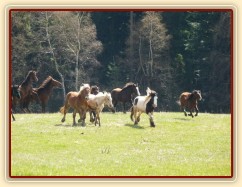Stádo hřebců na poprvé letos na trávě, samozřejmě bylo veselo:-)