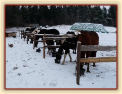 Krmení jádrem v ohrádkách, aby každý snědl jen svou porci:-)