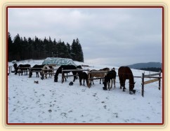 Krmení jádrem v ohrádkách, aby každý snědl jen svou porci:-)