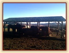 Nový zastřešený krmelec na seno s podlahou