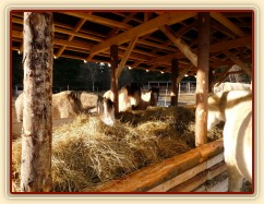 Nový zastřešený krmelec na seno s podlahou