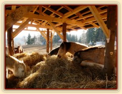 Nový zastřešený krmelec na seno s podlahou