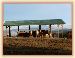 25.12.2013 - koně dostali k Vánocům zastřešený seník (krmelec na seno) s podlahou