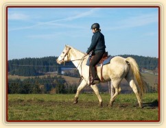 Sahir, pětiletý valach arab x appaloosa