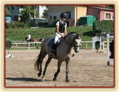 Alpinhorse Midnight Princess, čtyřletá klisna WPBr