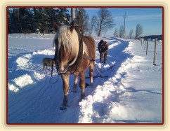 Cherokee, čtyřletý valach norika