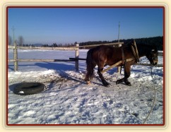 Sigi. dvouletý norik