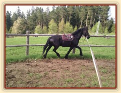 Santie, fríská klisna