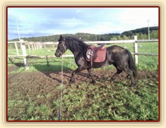 Gwen, tříletá fríská klisna