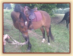Marantha Enayd, tříletá klisna welsh cob