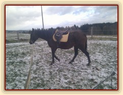 Brigita, osmiletá klisna A1/1