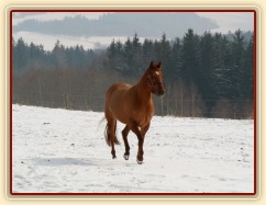 IC Genuine Redshadow, tříletá klisna QH