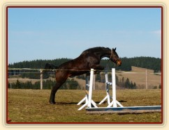 Chesterton, čtyřletý valach ČT