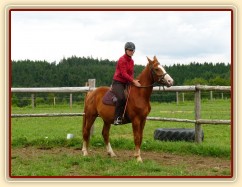 Albert, tříletý valach CS