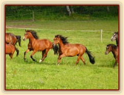 Red Jimmy, tříletý valach ČT x Mangalarga Marchador
