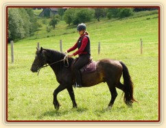 Limetree Adventure, čtyřletý valach welsh cob