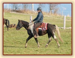 Wanted Cherokees Fury, čtyřletý hřebec Paint horse