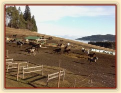 Koně mají občas veselou náladu:-)