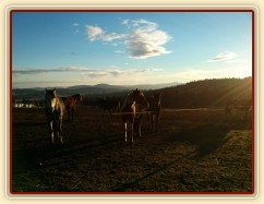 Koně čekají na krmení