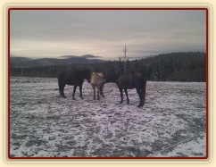 Nová zábava - aportování ve třech:-)