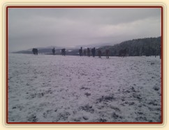 Stádo hřebců jde na krmení