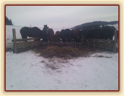 Hřebci vyrovnaní u senáže