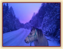 Galen na večerní procházce na bílé silnici