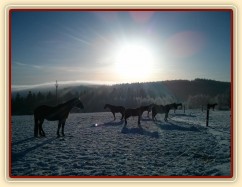 Koně odpočívají...