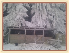 Vše v mlze omrzá, boxy s koňmi...