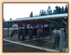 Vyrovnaní koně u sena