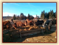 Stádo klisen u senáže