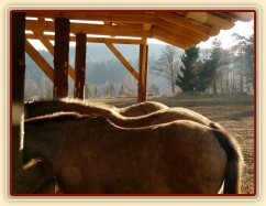 Vyrovnaní poníci vypadají jak pohoří:-)