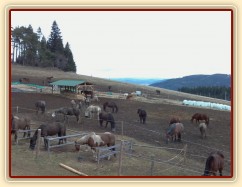 Krmení zaznamenáno webkamerou, každý má svůj příděl:-)