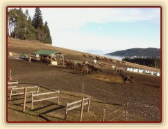 Koně mají občas veselou náladu:-)