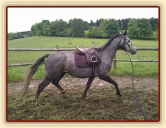 Cail se sedlem ze začátku výcviku