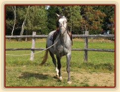 Krátce po obsednutí - na lonži