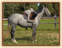 Krátce po obsednutí - zvykání si na jezdce